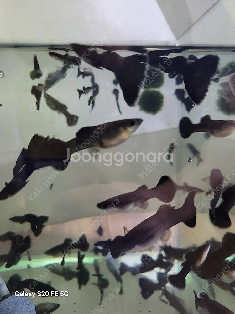 풀블랙구피 세트(암3+숫2)--1