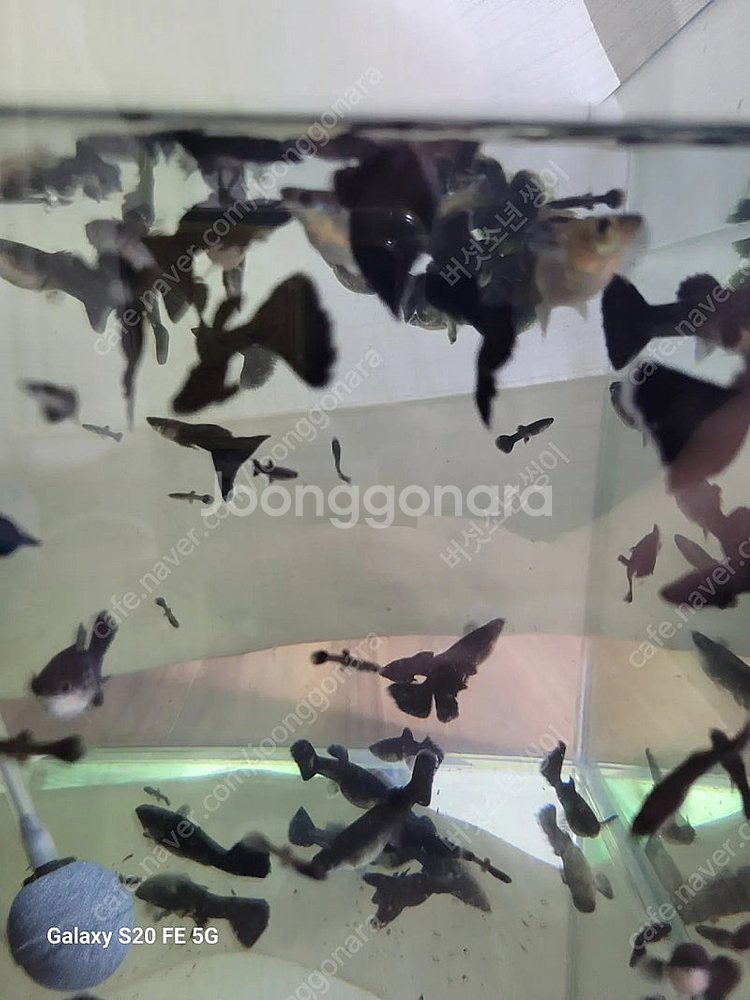 풀블랙구피 세트(암3+숫2)--2