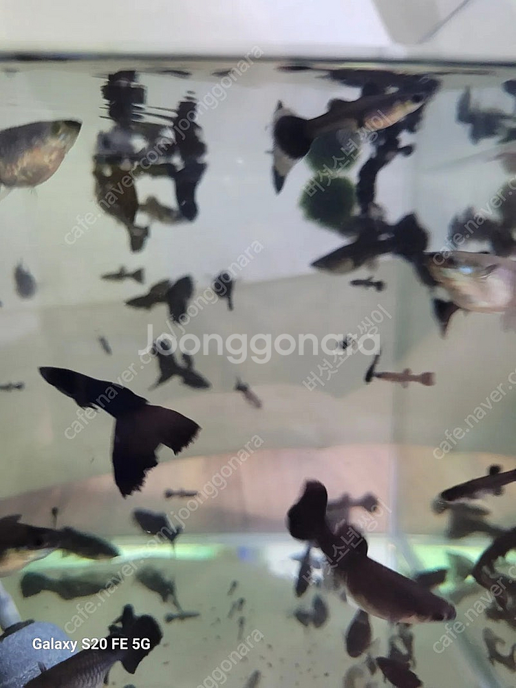 풀블랙구피 세트(암3+숫2)--3