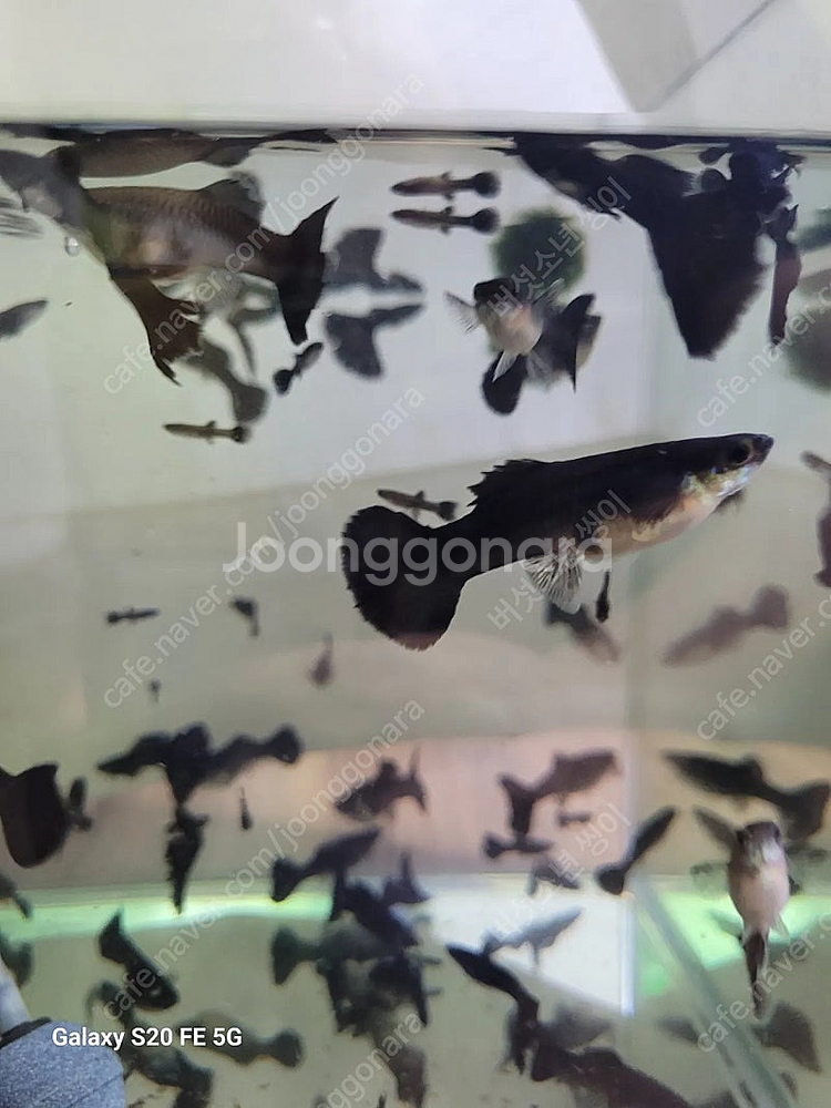 풀블랙구피 세트(암3+숫2)--4