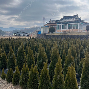 에메랄드 그린 / 조경수 / 나무