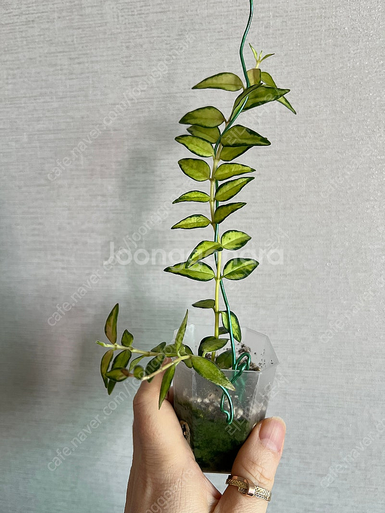 호야벨라 루이부아--0