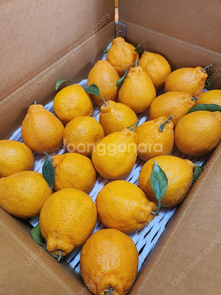 고당도 맛있는귤 저렴하게 레드향 한라봉--2