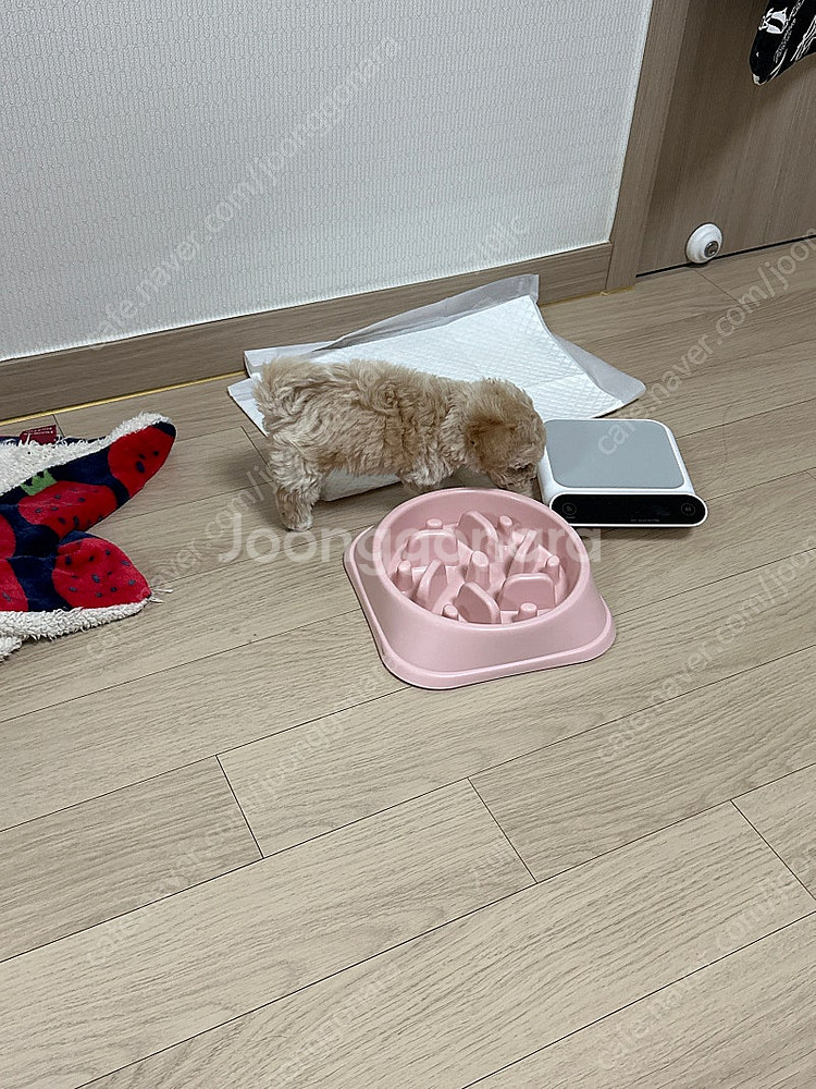 말티푸 남아3개월 입양하실분--0