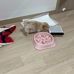 말티푸 남아3개월 입양하실분