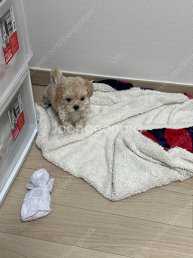 말티푸 남아3개월 입양하실분--1