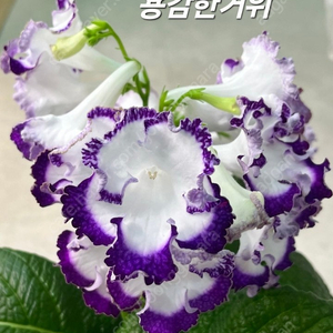 스트렙토 카르푸스8종 대품제라늄×