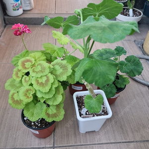 제라늄 5종 (택포)