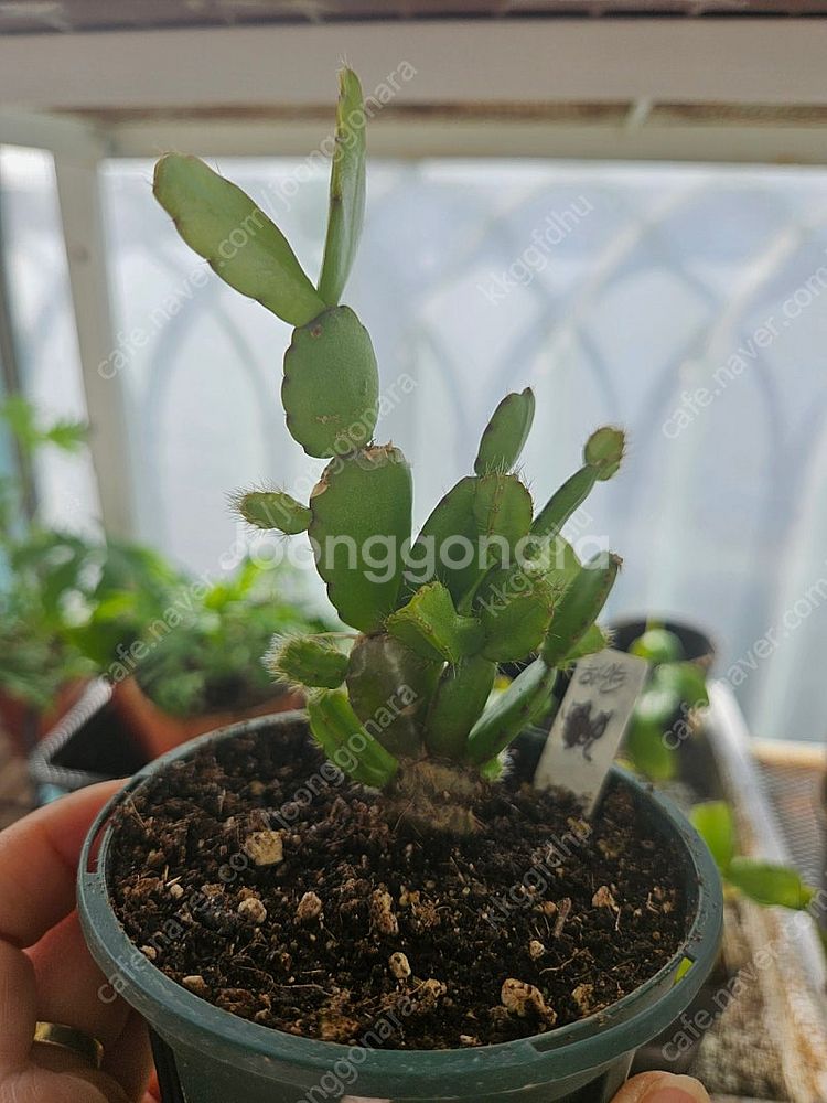 택포) 원종 게발선인장 (흰색꽃 독일)--3