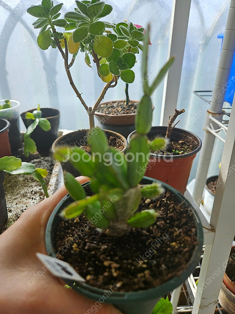 택포) 원종 게발선인장 (흰색꽃 독일)--5