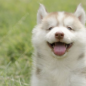 (급처합니다) 유튜브 73000명 국내 수익창출 채널, 매달 수익 수백만원씩 나옴!!