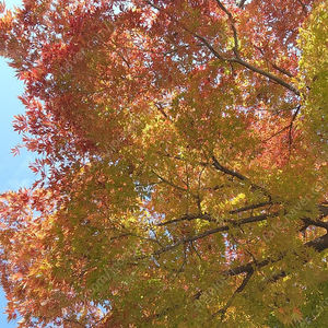 (삽니다)갤럭시탭s9울트라 s급 이상울산 직거래