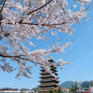 경주 벚꽃마라톤 10k 여 구해요