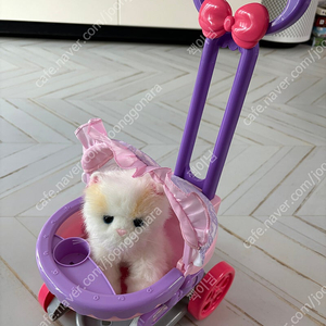유모차 타는 아기 고양이