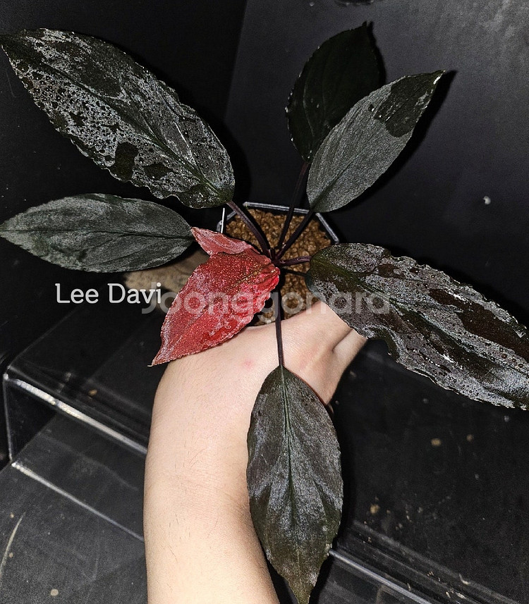 호마로메나 레어종들 분양 필로덴드론x 안스리움x--9