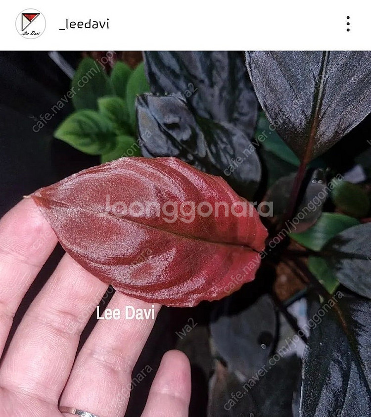 호마로메나 레어종들 분양 필로덴드론x 안스리움x--0