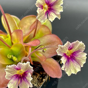 식충식물 판매합니다