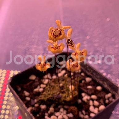 식충식물 땅귀개 판매--1