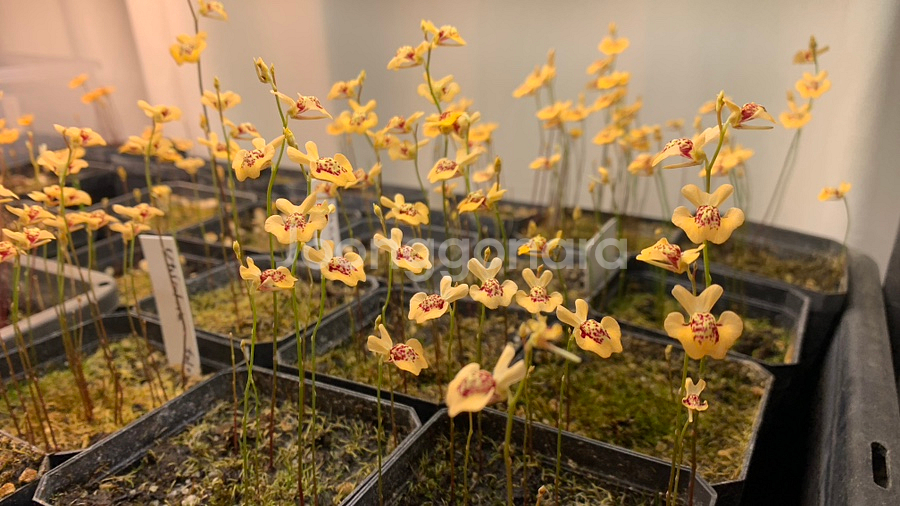 식충식물 땅귀개 판매--2