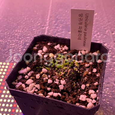 식충식물 땅귀개 판매--3