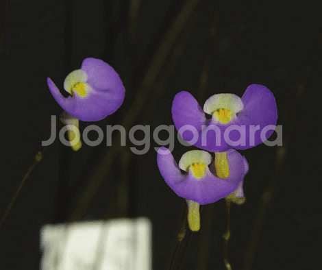 식충식물 땅귀개 판매--4