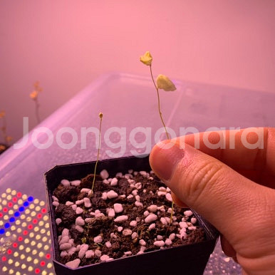 식충식물 땅귀개 판매--5