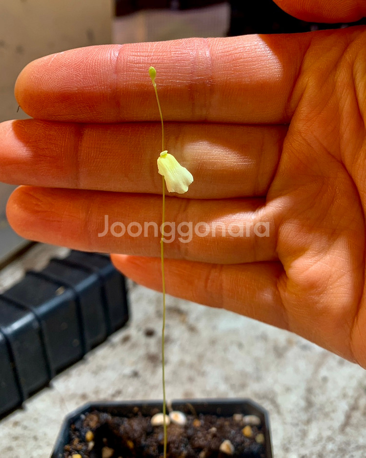 식충식물 땅귀개 판매--6