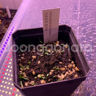 식충식물 땅귀개 판매--7