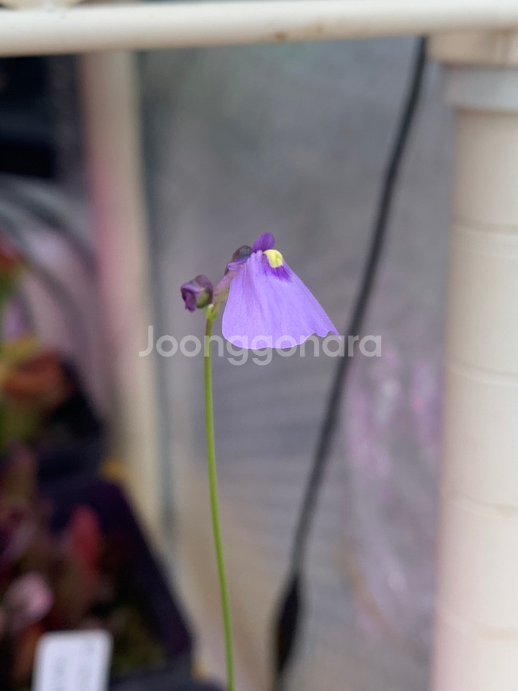 식충식물 땅귀개 판매--8