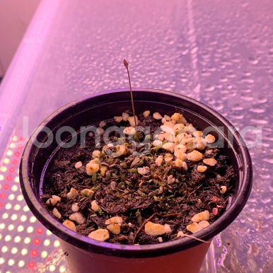 식충식물 땅귀개 판매--9