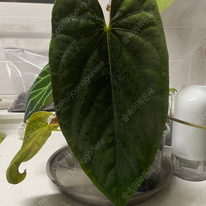 [대구 직거래] NSE 안스리움 드레스러리 (NSE Anthurium Dressleri)