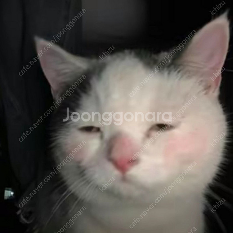 스피드 롤러스케이트(바퀴,베어링제외) 구합니다 265~...--0