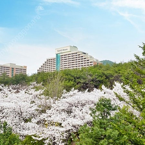 (벚꽃시즌) 단양 소노벨 가실분!!