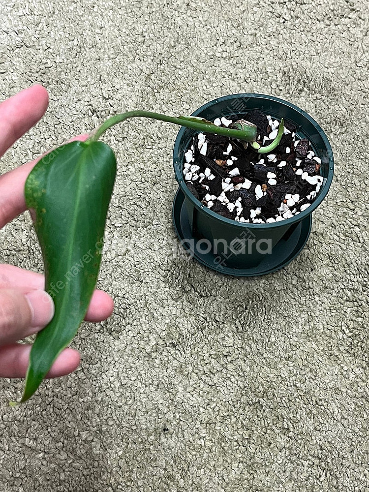몬스테라 딜라체라타 저렴하게 판매합니다.--0