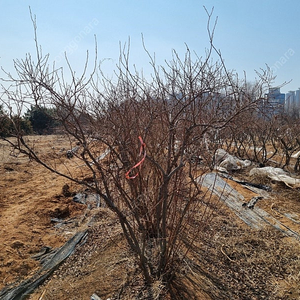 12년생 블루베리 성목 팝니다.