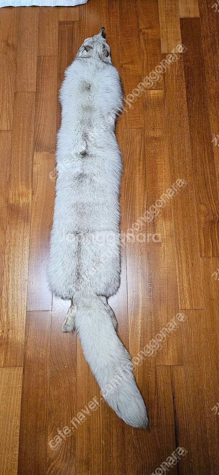 천연 여우 목도리 사용안한거--0