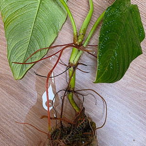 필로덴드론 코루가텀 corrugatum (안스리움 ×)