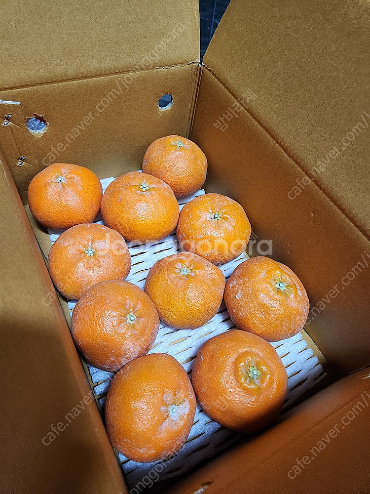 지금 맛있는귤 맛없으면 환불 제주 레드향 반값에드세요--1