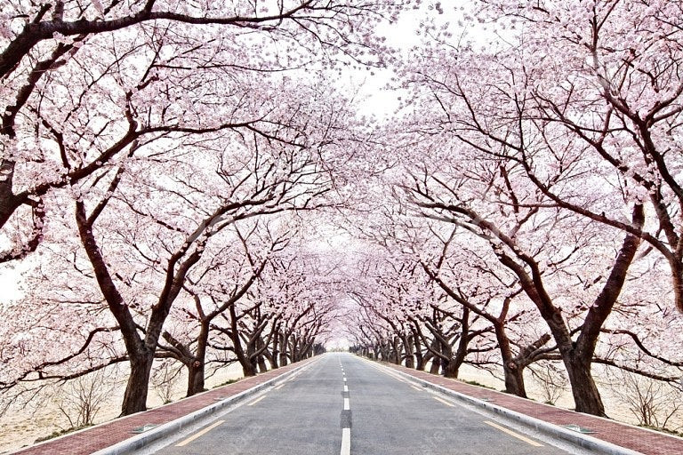 (3월28일29일) 제천 리솜 포레스트 가실분!--0