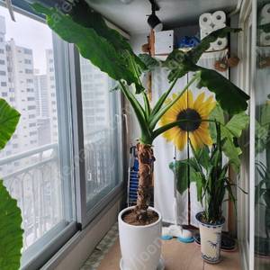 대형 알로카시아 식물