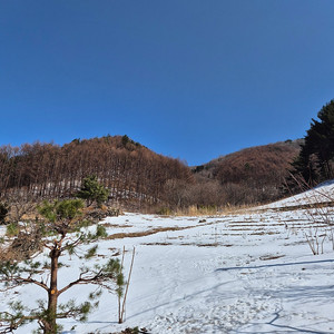 평창 고로쇠~