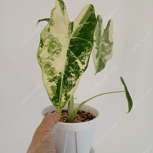 알로카시아 무늬프라이덱(중품)