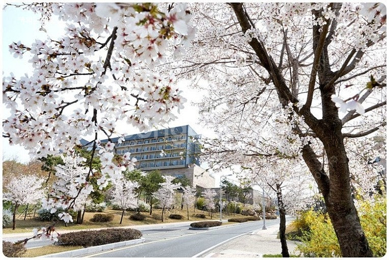 (3월29일/4월5일) 경주 블루원 강동리조트--0