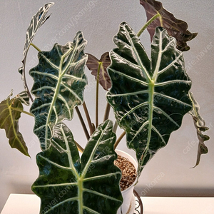 알로카시아 아마조니카 (대품)