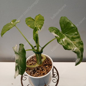 알로카시아 오키나와실버(중품/택포)