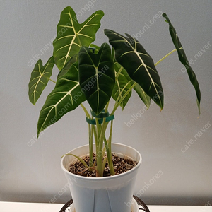 알로카시아 아마조니카(중품/택포)