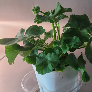 제라늄 개별 분양