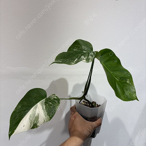 알보 분양합니다 (희귀식물,관엽)