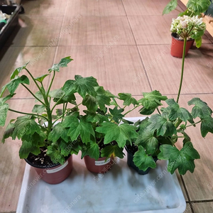 스텔라제라늄 3종 세트 (택포)