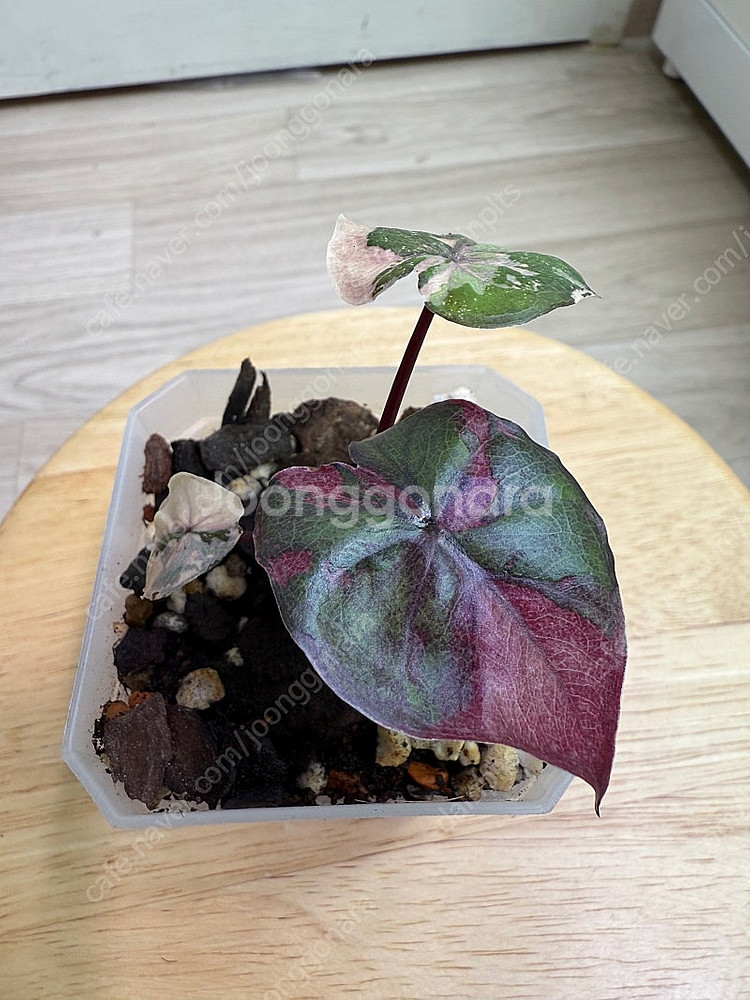 알로카시아 세렌디피티 바리에가타--1